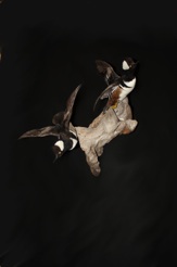 ducksFlying.JPG