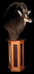 sable2.png
