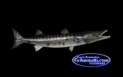barracuda.png