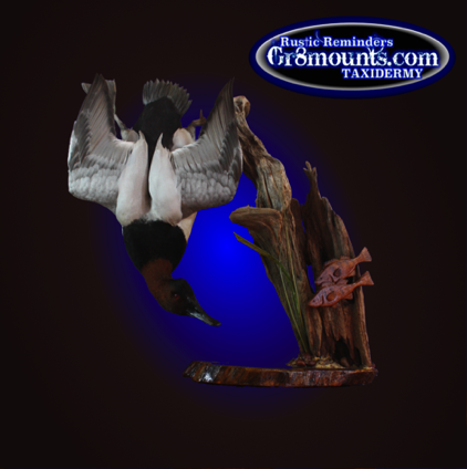 canvasback.png