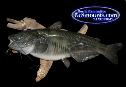 catfish.png
