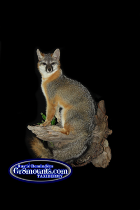foxclawson.png