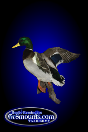 mallard.png