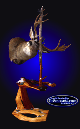mdrub4.png