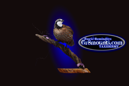 quail.png