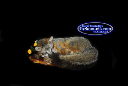 sleepfox4642.png