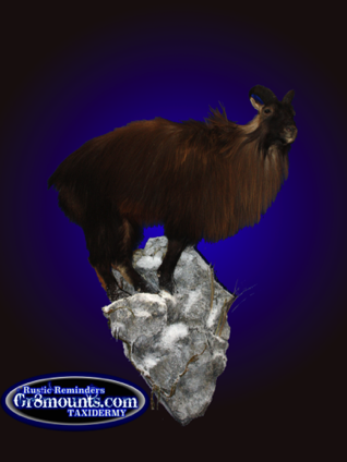 tahr54.png
