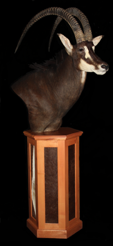 sable2.png